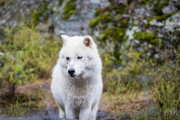 white wolf face