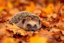 Sleepy Hedgehog Curled Up In A Bed Of Autumn Leaves