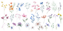 Watercolor Vector Set. Hand Drawn Floral Illustration Isolated On White Background.