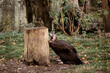 Eagle sharpens its beak in a nature reserve