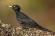© ADDICTIVE STOCK - A black woodpecker stands alert on a lichen-covered branch, the red patch on its head contrasting with the natural textures