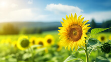 Sunflower Field In Summer Sky Blurred Background