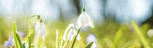 Galanthus, Snowdrop Flowers. Fresh Spring Snowdrop Flowers. Snowdrops At Last Year's Yellow Foliage. Flower Snowdrop Close-up. Spring Flowers In The Snow