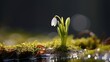 Exquisite snowdrop flower illuminated by the soft rays of the rejuvenating spring sun