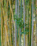Fototapeta Na ścianę - bamboo forest background