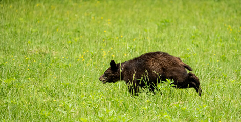 Canvas Print - Young Black Bear Runs Across Grassy Field