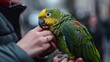 Colorful Companionship: Parrot and Human Hand Unveil Moments of Trust and Love