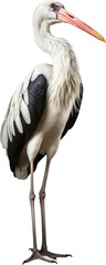 Wall Mural - Stork isolated on transparent background. PNG