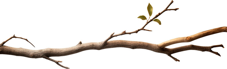 Tree branch isolated on transparent background. PNG