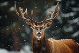 Fototapeta Do pokoju - red deer on a forest background, Shallow depth of field