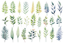 Set Of Watercolor Paintings Ferns On White Background. 