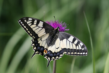 Old world swallowtail, Papilio machaon, also known as swallotail, feeding on melancholy thistle in Finland