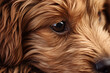 Close-up detail of the brown fur of body puppy