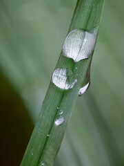 Poster - Close-up Detail of a Green Leaf with Dew Droplets