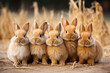 Young baby bunnies