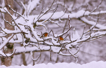 Wall Mural - A pair of robins from afar stands out well among the snow-covered branches...