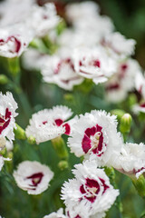 Poster - nice carnation in the garden