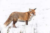 Fototapeta Zwierzęta - Rotfuchs im Schnee