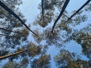 trees in the sky