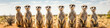 Meerkats standing tall in a row,  their vigilant postures enhancing their watchful nature