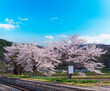 Japanese Cherry Blossom or Sakura and natural rural country  train staion with blue sky day in Iwate, Japan