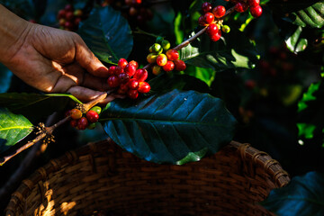 Wall Mural - farmer hand is collecting coffee beans in the forest, organic coffee in the big forest, concept