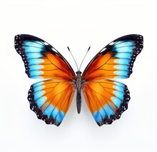 Blue And Orange Butterfly Isolated On White Background