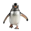 A penguin waddling on a transparent background.