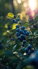 Poster - Sun-kissed blueberry clusters hanging amidst lush foliage, ready for harvest