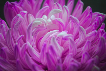 Wall Mural - Chrysanthemum bud close-up. Beautiful chrysanthemum flowers close up. Purple chrysanthemum flower head.