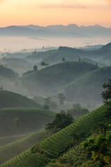 Sticker - Sunrise on Long Coc tea hill, Phu Tho province, Vietnam.