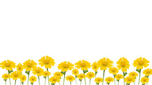 Yellow Zinnia Flowers, Isolated On Transparent Background, Bottom Background.