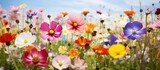 Fototapeta Do pokoju - Blooms of various colorful flowers in a field.