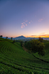 Sticker - Sunrise on Long Coc tea hill, Phu Tho province, Vietnam.