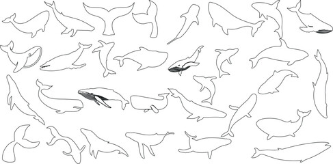 Wall Mural - whale line art, diverse species, vector illustration. perfect for educational content, wildlife pres