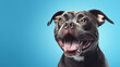 Portrait happy smiling american bully dog