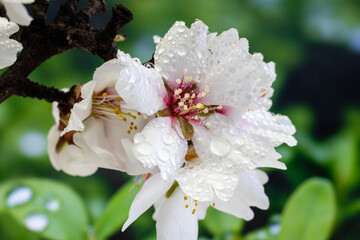 Wall Mural - almond blossom isolated in macro photography