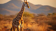  Giraffe bagatelle game reserve namibia africa
