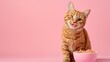 Ginger cat sitting near a pink bowl with cat food plain pink background