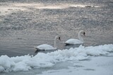 Fototapeta  - Two swans swans flowing on river in winter scenery. The estuary of  Vistula, Sobieszewska Island, Poland