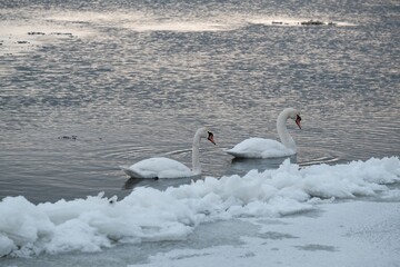 Poster - Two swans swans flowing on river in winter scenery. The estuary of  Vistula, Sobieszewska Island, Poland