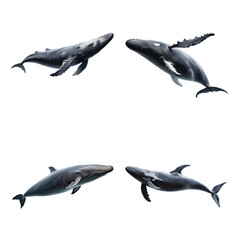 Beautiful Sperm whale set isolated on a white background. Generative AI