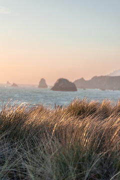 Goat Rock Beach-california-coast-grass