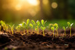 © Sunny - Close up small new green sprout grows out of the brown earth in the sunset rays. Concept of life in bad conditions, rebirth