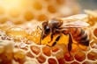 a bee crawls on a honeycomb with honey. close-up.