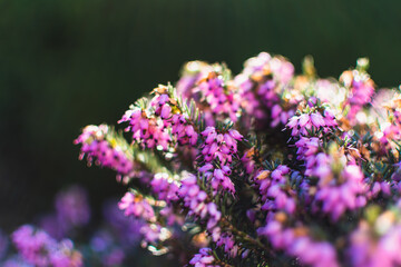 Wall Mural - Pink heather sprigs on a plant in the ground in winter, ericaceae, calluna vulgaris