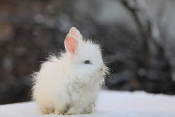 Canvas Print - white rabbit in the snow