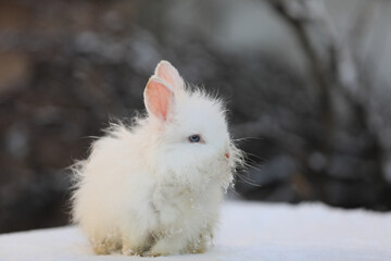 Wall Mural - white rabbit in the snow