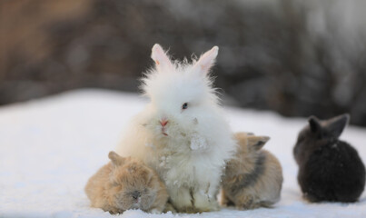 Canvas Print - family of rabbits in the snow