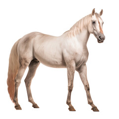 Wall Mural - Full body portrait of a white horse isolated on white, transparent background